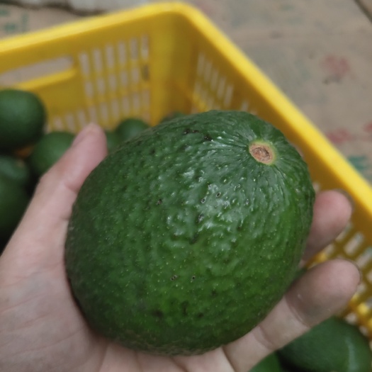 昆明云南孟连牛油果昆明仓库一件代发