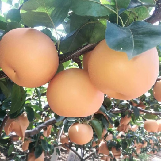 虞城县秋月梨