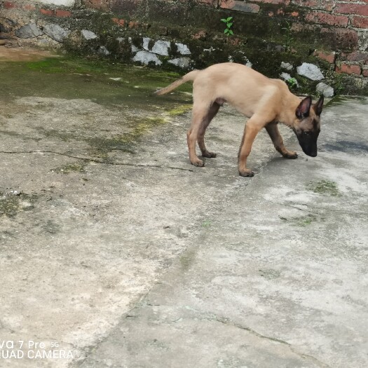 来宾马犬