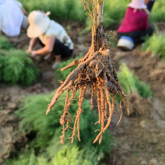 曹县芦笋苗金蝉种植