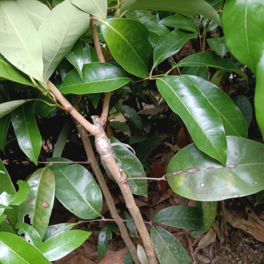 荔枝果树嫁接冰荔果树苗南北方种植当年结果全国包邮