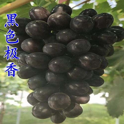 平邑县黑色极香葡萄苗黑色阳光玫瑰南北方都可种植