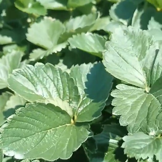 兴安县俺爸种的草莓苗，绝不是中间商，欢迎实地考察，货比三家。