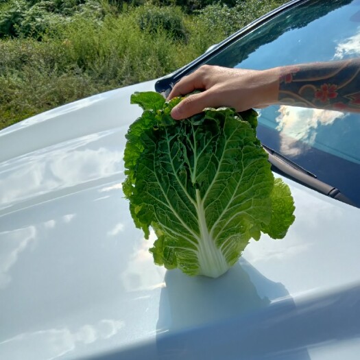 威宁县山地白菜