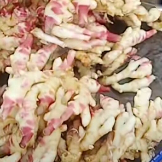 芒市生姜大黄姜
