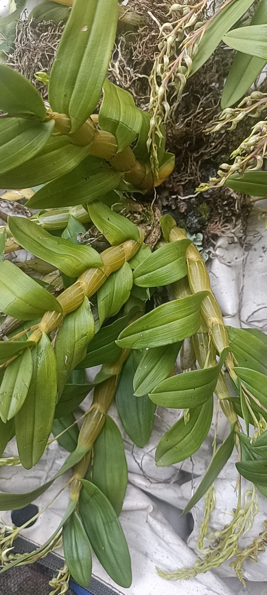 珍虫石斛