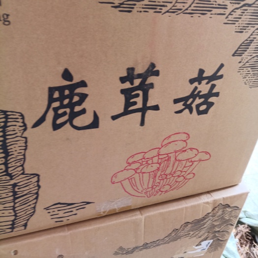 浦北县鹿茸菇   便宜批发
