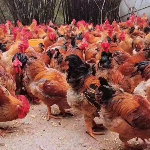 长沙县红玉380土鸡苗，出壳防疫量大优惠欢迎订购