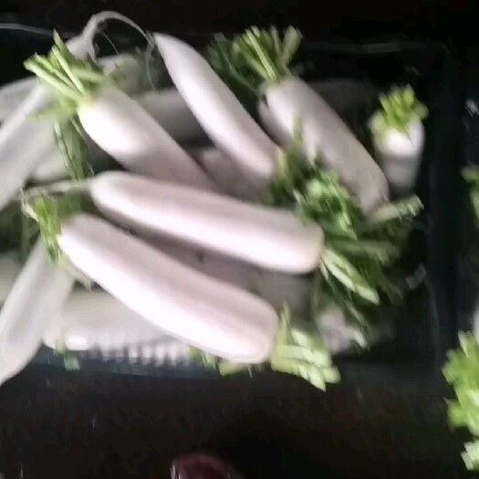 寻甸县白萝卜大量出来