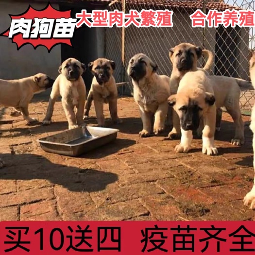 东海县杂交狗 土狗苗养殖 养殖包回收 送饲料 养殖技术培训