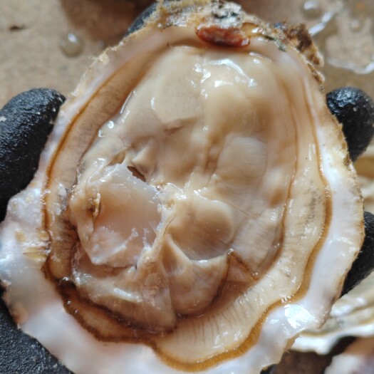 大连大连冷水生蚝，源头加工厂，纯海水净化，原汁原味，精品生蚝