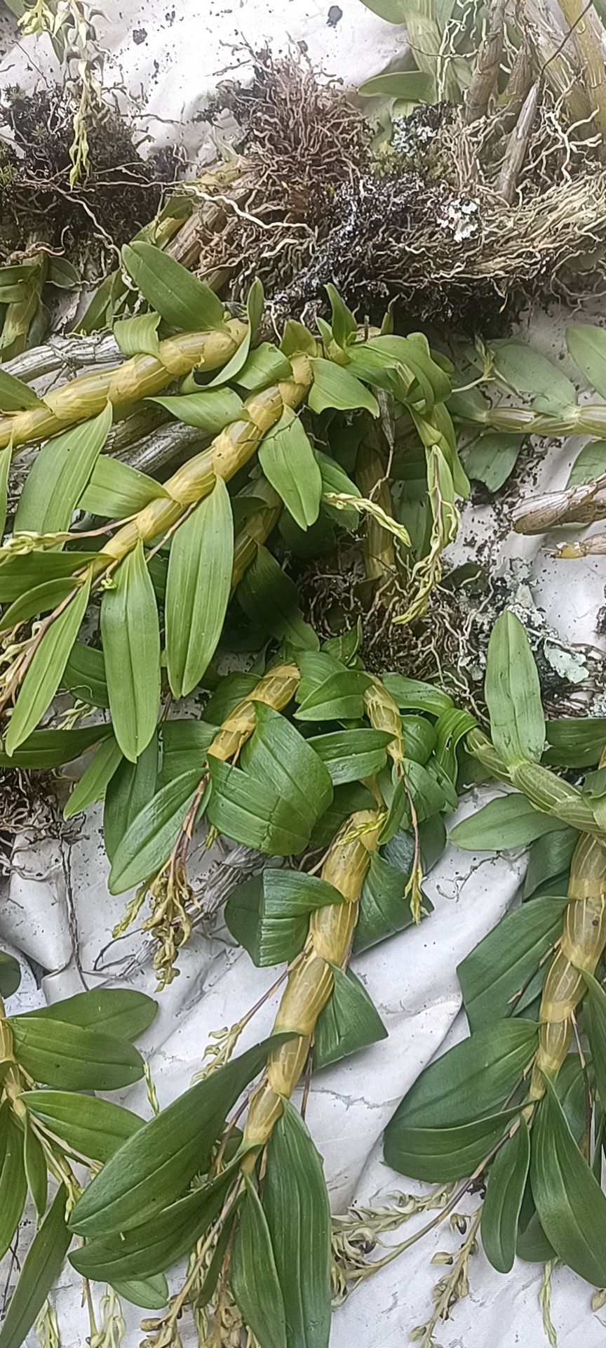 珍虫石斛
