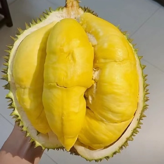 凭祥市越南金枕榴莲 A6批发代发