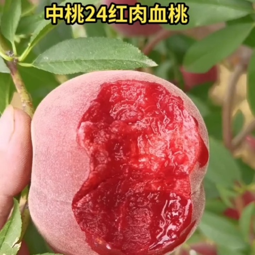 血桃树苗,红肉,紫肉当年挂果南北方都可种植