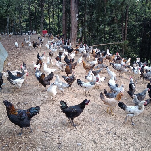 衡阳县鹊山鸡出售