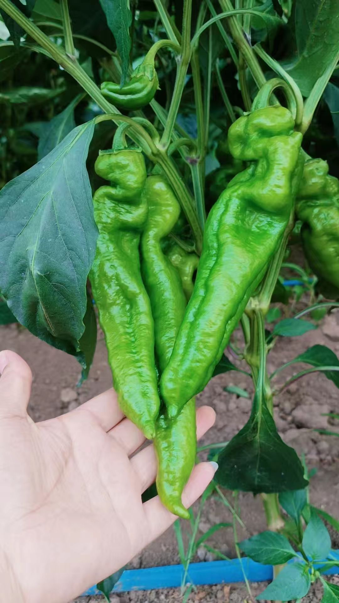 301泡椒，线椒，黄皮泡椒，产地直供，代收代发，诚信经营