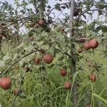深州市红梨，奥红梨