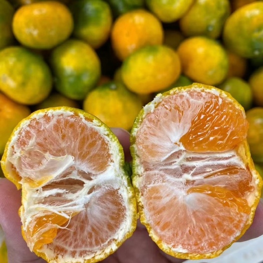 广州东江湖蜜桔