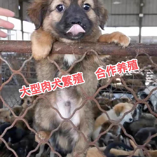 东海县土狗幼犬土狗大体型大骨架土狗苗活体土狗幼苗