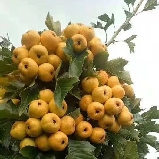 泰安黄皮黄肉口脆纯甜二年结果的黄山楂树苗，定杆二公分黄山楂树苗