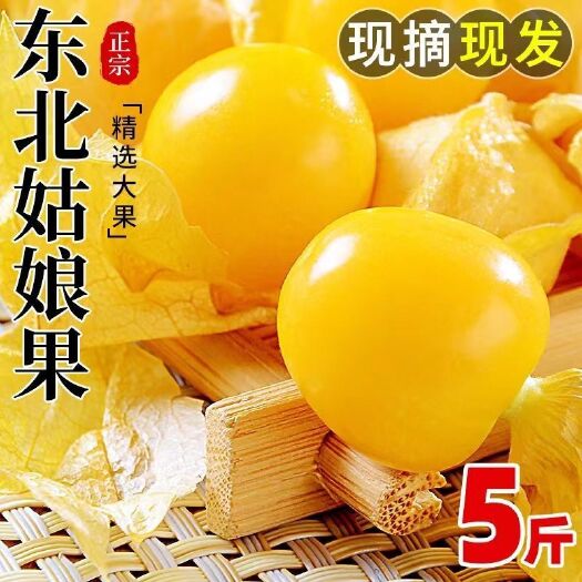 临朐县姑娘果洋姑娘灯笼果黄金豆黄皮果甜姑茑新鲜大果黄姑娘一整箱包邮