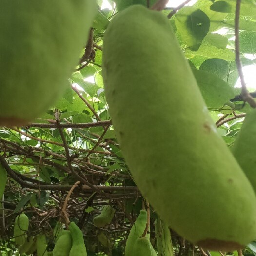 灵川县八月瓜