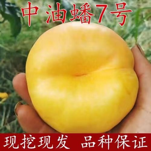 油蟠7桃树苗基地直发现挖现卖南北方都可种植