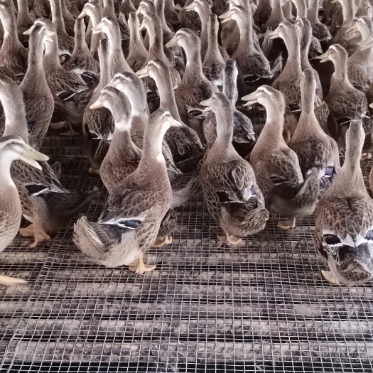 四会市麻鸭