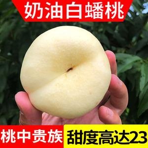 平邑县奶油白蟠桃树苗，基地直发现挖现卖南北方都可种植