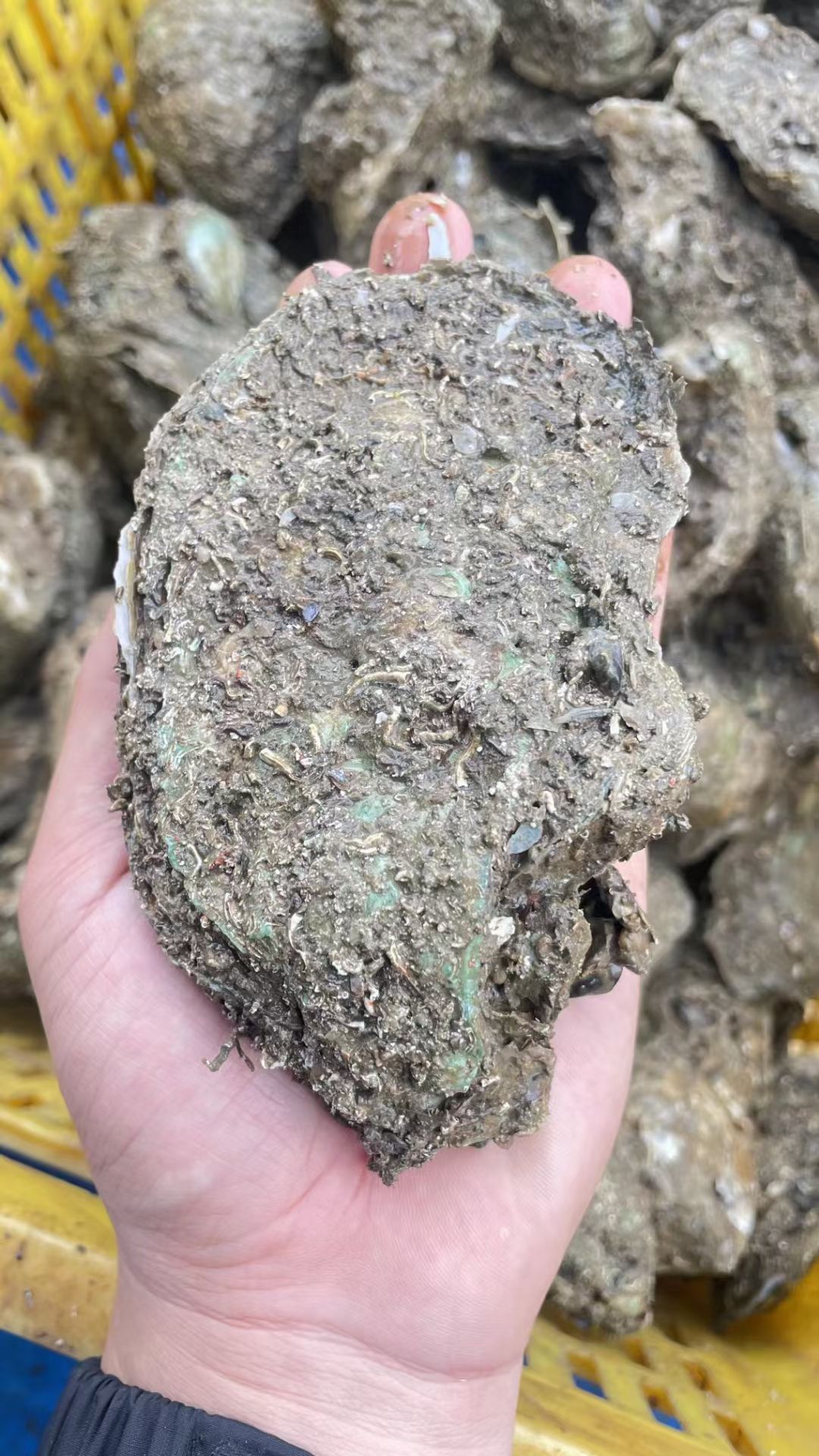 湛江企水白蚝