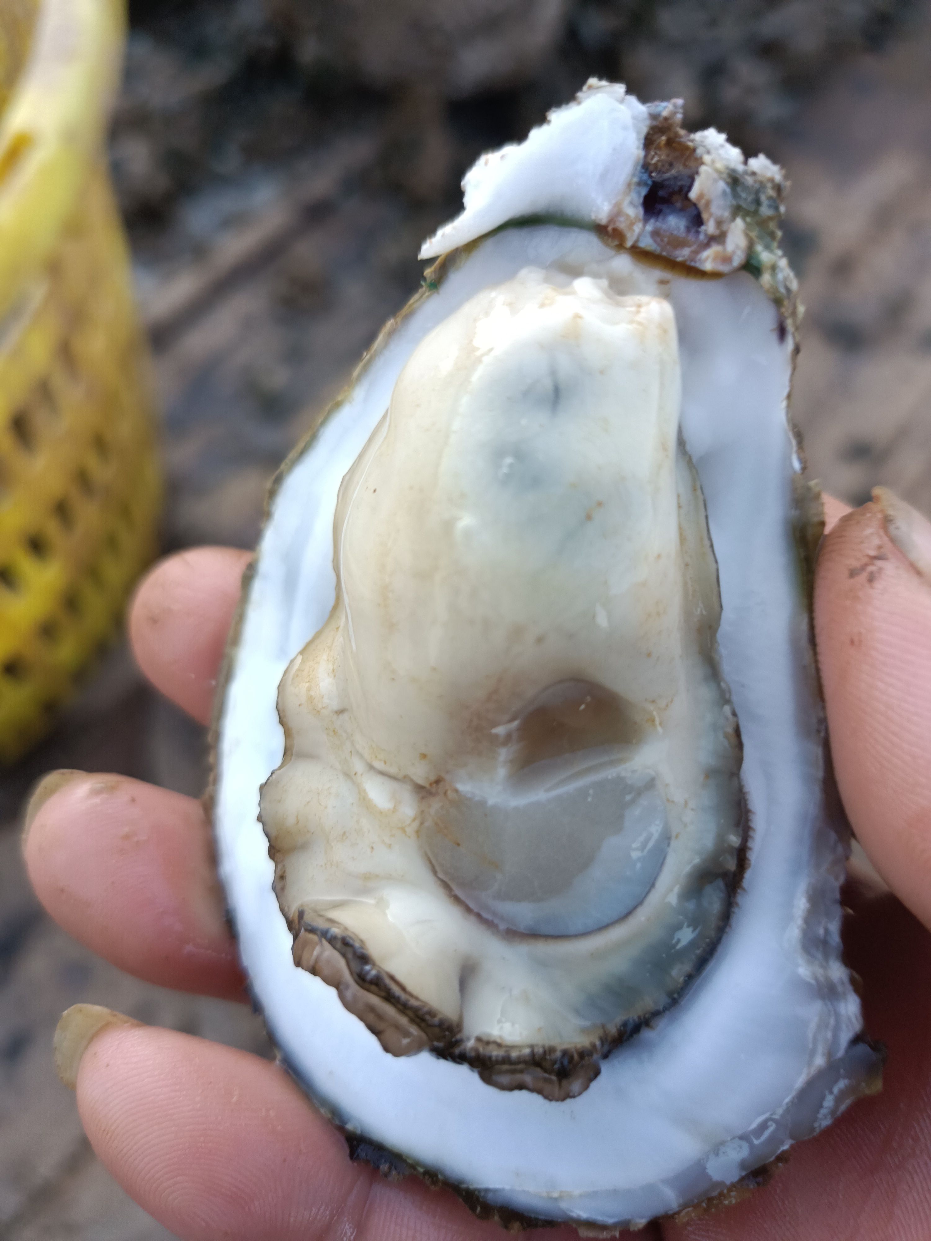湛江企水白蚝