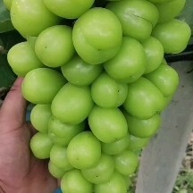 泗洪县阳光玫瑰