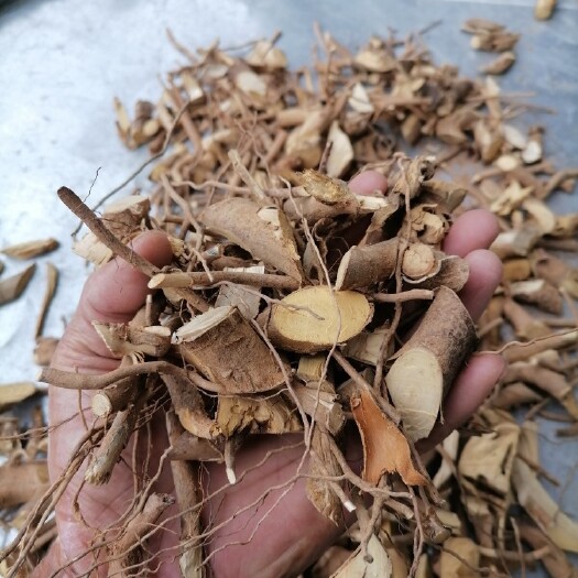 广东河源东源县产中药材鬼针草新鲜采摘全草类药材