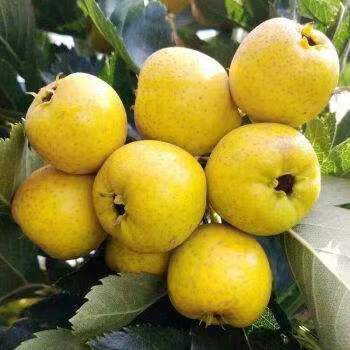 平邑县大果黄甜山楂树苗，新品种纯甜品种适合南北方种植