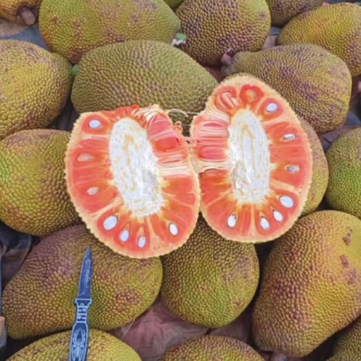 灵山县印尼红菠萝蜜树苗嫁接苗全红品种苗