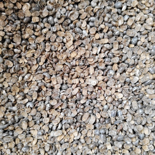 肥东县鼠妇(西瓜虫)