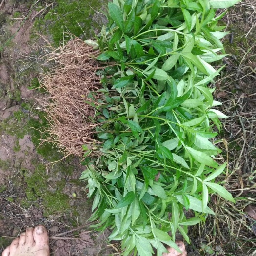 九叶青花椒苗，藤椒苗