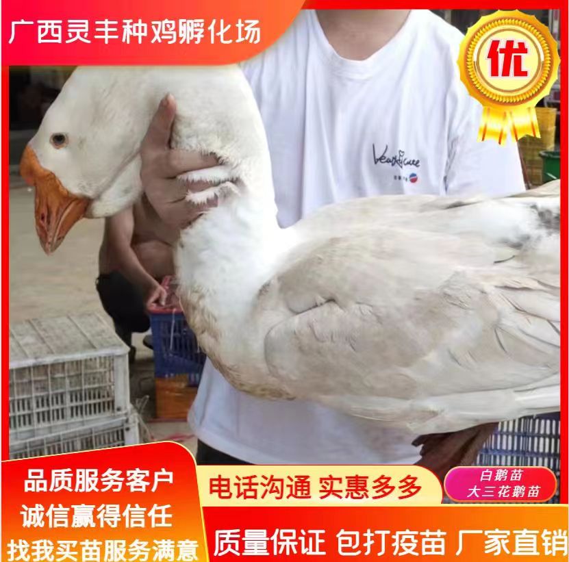 廣西靈豐種雞孵化場