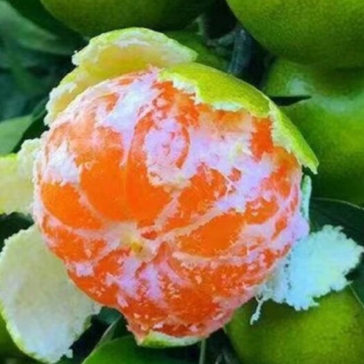 资阳阳光密橘