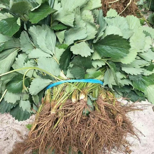泰安隋珠香野草莓苗好吃的草莓苗穴盘苗