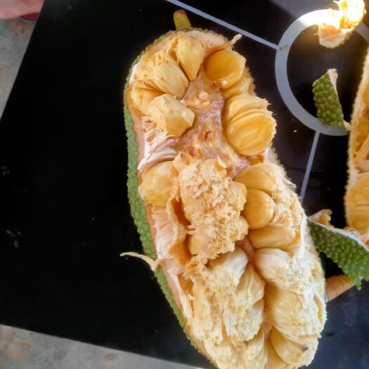 白沙县大叶黄榴莲蜜苗  嫁接苗