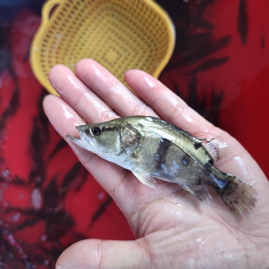 新沂市江苏桂鱼苗现货