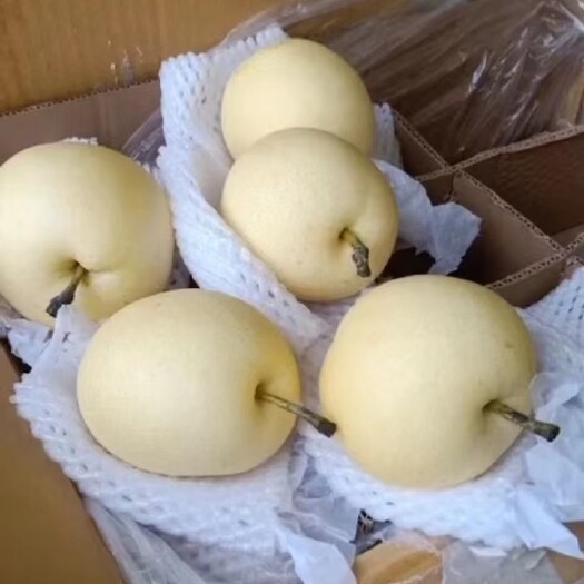辛集市皇冠梨脆甜多汁口感嘎嘎甜