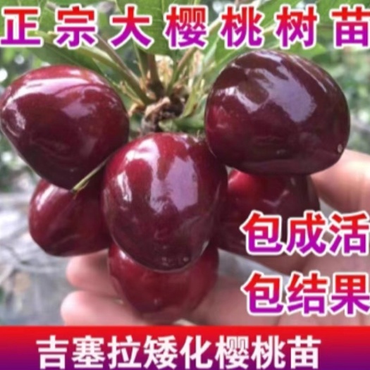 俄罗斯8号车厘子大樱桃树苗基地直发现挖现卖南北方都可种植