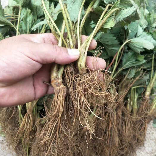 泰安宁玉草莓苗早熟耐运输的草莓苗穴盘苗