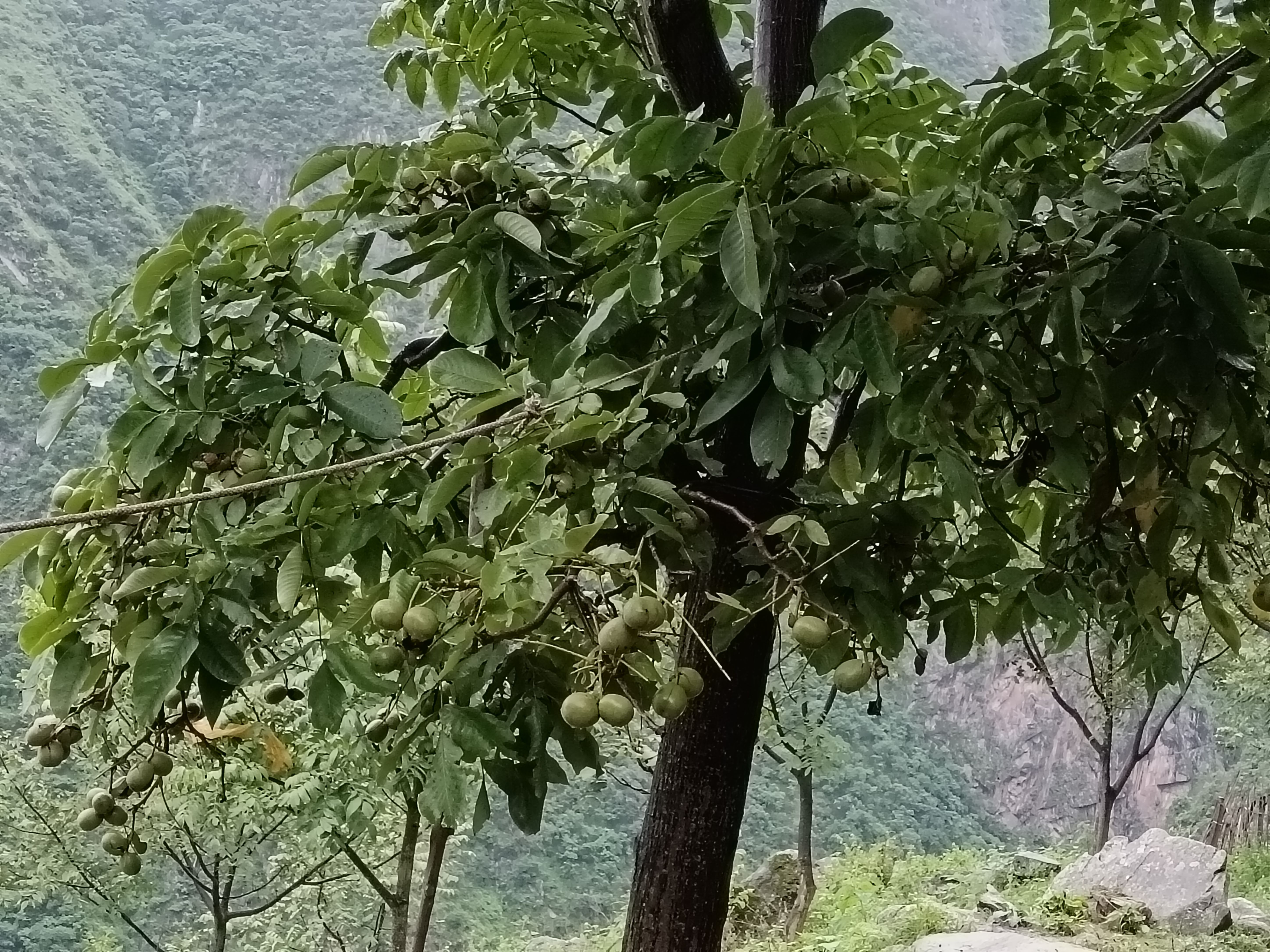 四川涼山清皮核桃