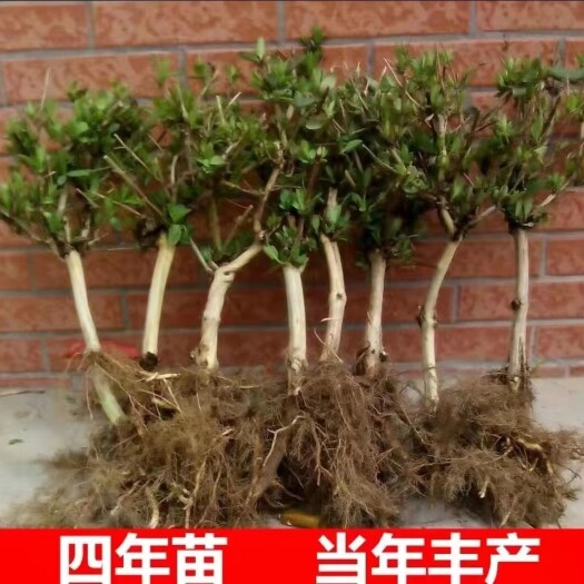 平邑县金银花苗要用品种基地直发现挖现卖南北方都可种植