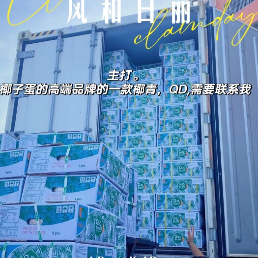 广州QD牌泰国椰青香水奶香椰青椰子，椰子蛋专用，欢迎批发零售对接
