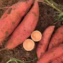 精选优质西瓜红蜜薯大量上市，支持各种规格，对接市场，工厂等等