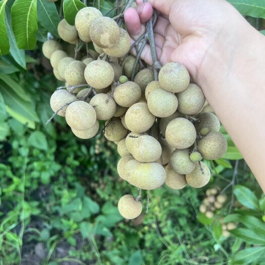 泸县又大又甜，小米子肉多